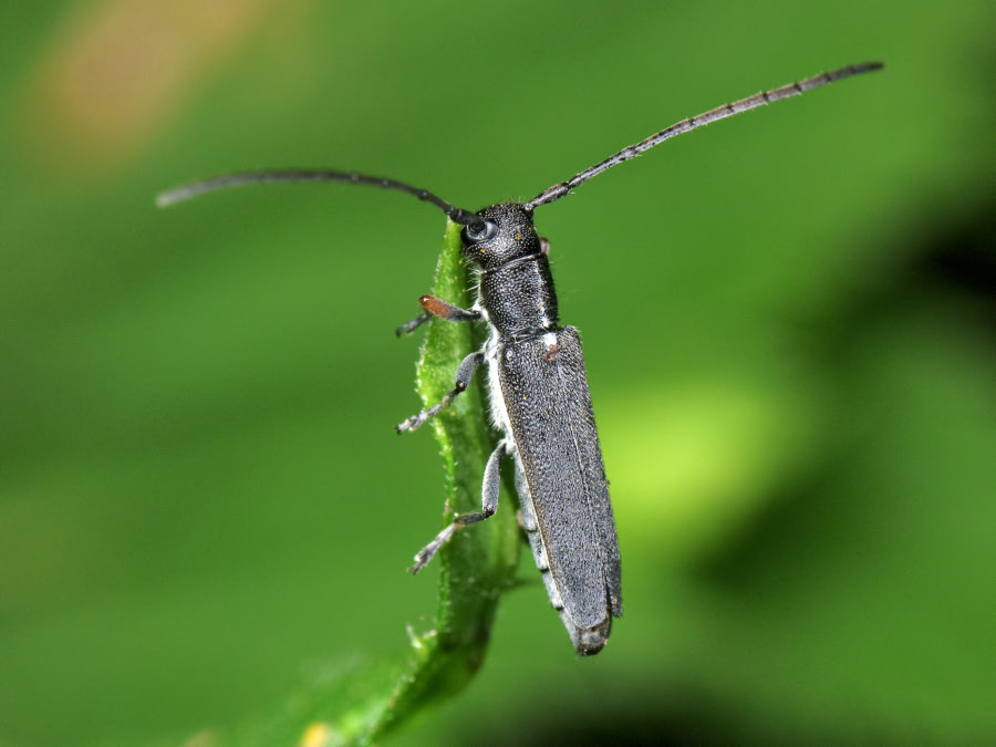 Phytoecia cylindrica (Linnaeus, 1758)